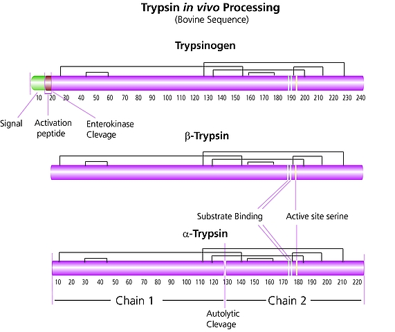 Trypsin from bovine pancreas from Sigma