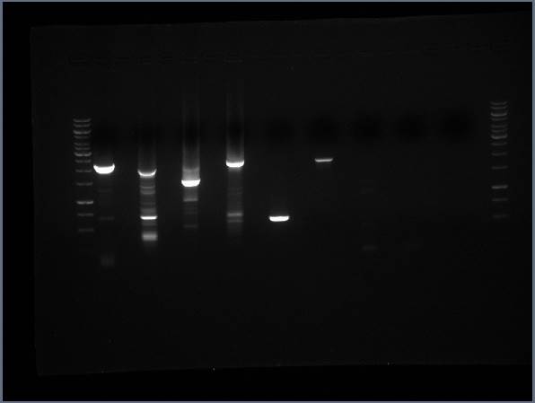 Clinical and laboratory diagnostics